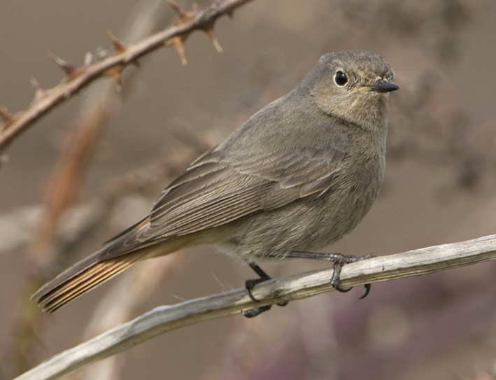 Black Redstart by Robin Chittenden